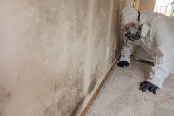 Why You Should Choose Our Mold Remediation Services in Harriman, NY